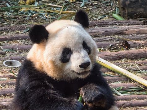Giant Panda Bear Eating Bamboo Stock Image Image Of Lying Landmark