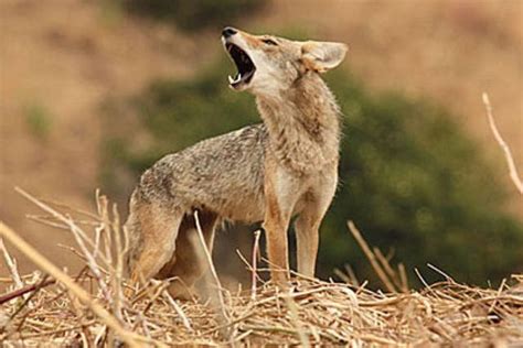 Hunter Kills Rabid Coyote That Bit Two People In Chester Twp Cops Say