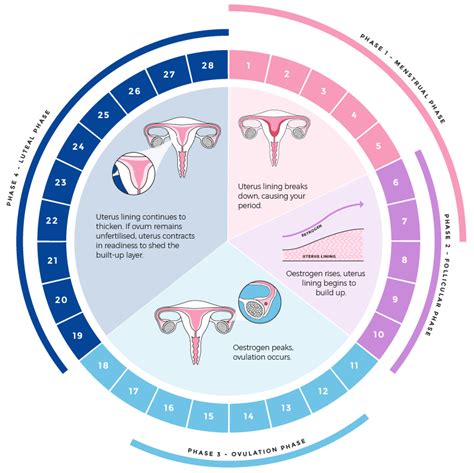 What Are The Phases Of A Menstrual Cycle With Images Menstrual