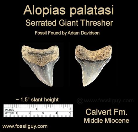 Fossil Shark Tooth Identification For Calvert Cliffs Of Maryland