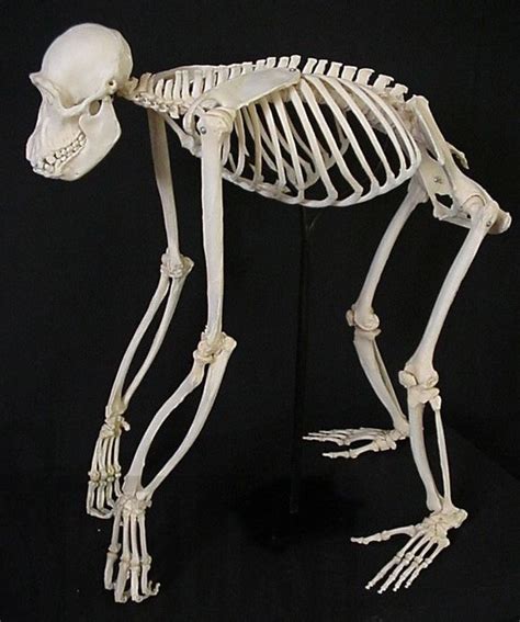 Chimpanzee Skeleton Animal Skeletons Animal Skulls Animal Bones