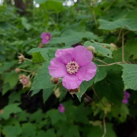 Most stands only live for 5 to 12 years before dying. Raspberry (Purple Flowering) - Ontario Native Plants