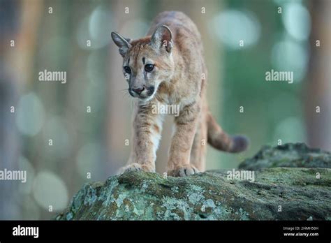 Cougar Mountain Lion Puma Puma Concolor Stock Photo Alamy