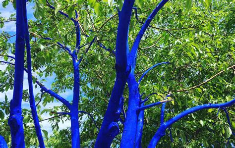 The Blue Trees Community Fun Day Sept 30 At The Currier Museum