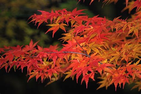 Japanese Maple Leaves Autumn Leaf Color Japanese Maple Coral Bark