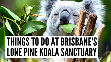 Things To Do At Lone Pine Koala Sanctuary Brisbane Australia Video