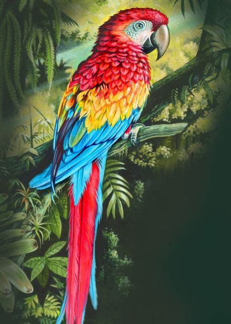 Scarlet Macaw Painting By Christopher Cox Faunaflora And Wildlife