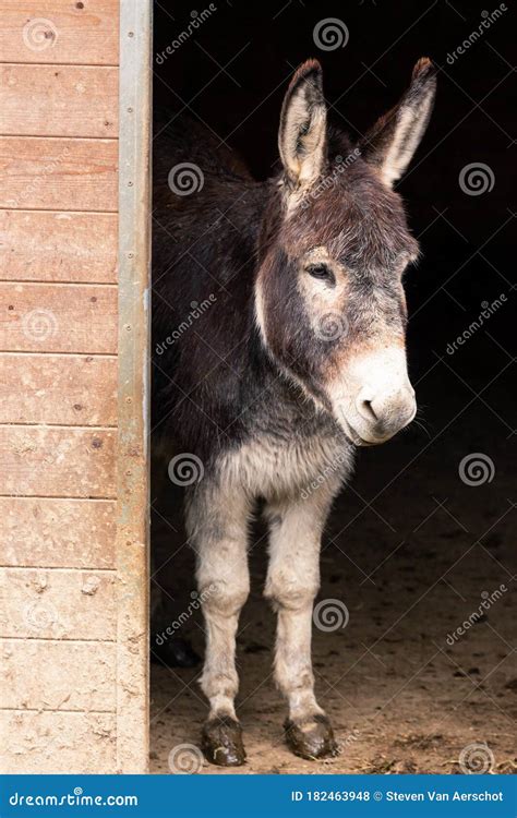 Donkey In Stable Stock Photo Image Of Brown Farming 182463948