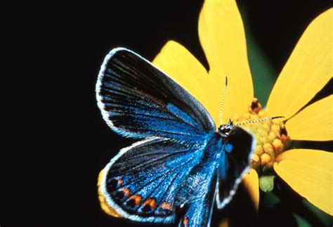 Karner Blue Butterfly Facts Pic 3 Biological Science