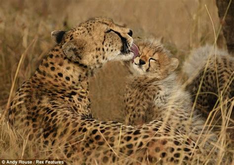 The Most Amazing Moms In The Animal Kingdom