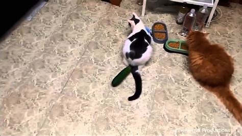 Cats Scared Of Cucumbers Compilation 2 Youtube