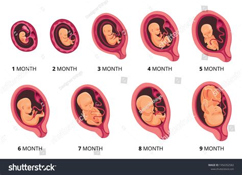 Stages Of Embryo Images Photos Et Images Vectorielles De Stock