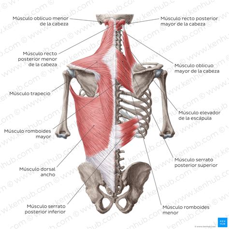 Musculos Parte Posterior Hombro Lab Anato Human Muscle Anatomy Muscle