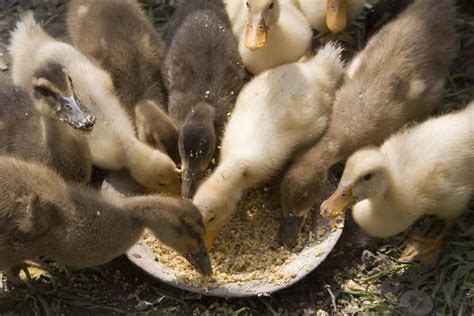 The Ultimate Duck Feeding Guide The Happy Chicken Coop