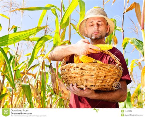 Farmer Verifying Maize Stock Photo Image Of Caucasian 16467614