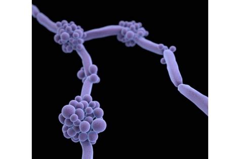 Heres What You Need To Know About Candida Auris A Superbug Thats