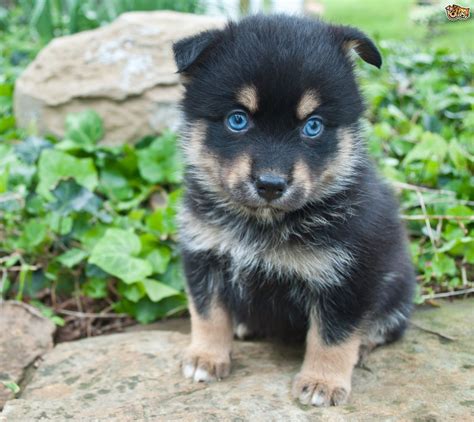 They are affectionate, gentle and have a great sense of humor. Pomsky Dog Breed Information, Buying Advice, Photos and ...