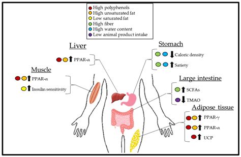 11 Body Systems Diagram Anatomy Body System