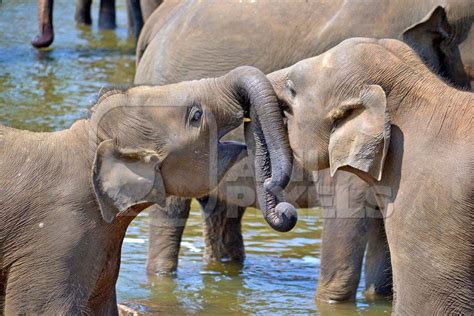 Two Baby Asian Elephants Playing In The Water Anipixels