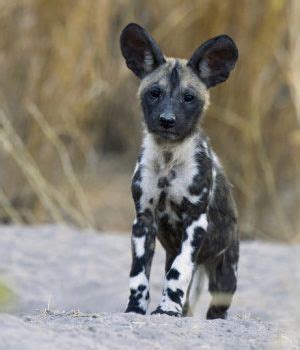 Hd00:15cute african wild dog pair with six hungry, feeding pups in the shade. Pin by Kathryne Reed on South African wildlife | African ...