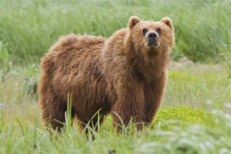 Brown Bear The Himalayan Largest Mammal Charismatic Planet