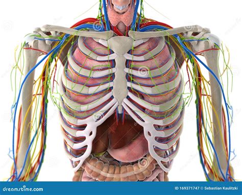 Upper Thorax Anatomy