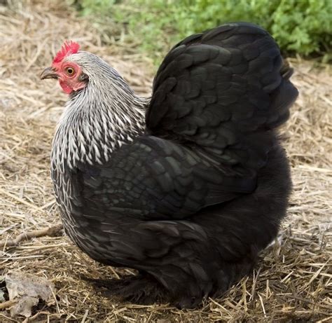 top 20 black and white chicken breeds for backyard the poultry guide