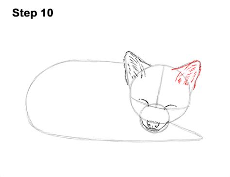 How To Draw A Fox Sleeping Video And Step By Step Pictures