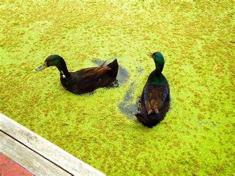 Green Duck Weed Cayuga Ducks Enjoying A Green Bonanza On T Flickr