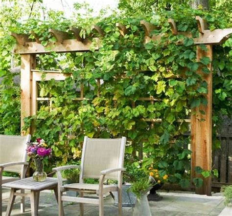 This project has its unique charm and it can be assembled in just a few days. DIY Grape Arbor Plans | Grape arbor, Backyard garden