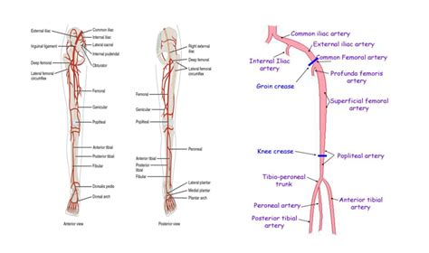 Lower Limb Arterial Anatomy