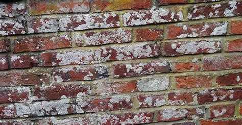 Hence, homeowners need to understand how efflorescence is caused. Ask Wet & Forget Brick Efflorescence: What it is and How ...