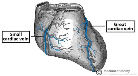 The heart requires a continuous supply of oxygen to function and survive, much like any other tissue or organ of the body. Vasculature of the Heart - TeachMeAnatomy