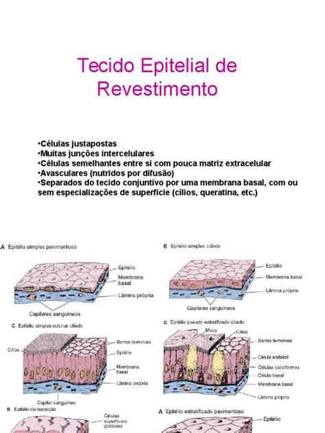 Tecidoepitelialderevestimento Pratica 3ppt Epitélio Neurônio
