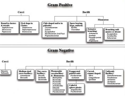 Classification Of Bacteria On Basis Of Gram Stain Microbiology