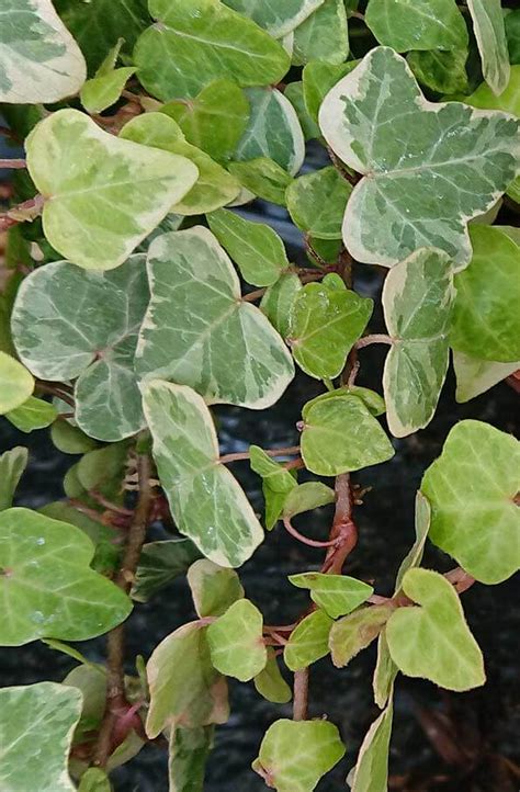The poison ivy plant is responsible for ruining many camping trips and outdoor vacations. Hedera Helix (English Ivy) Guide | Our House Plants