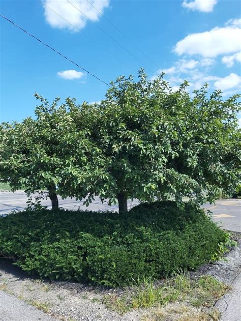 Sargent Crabapple In 2020 Flowering Trees Dwarf Trees