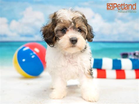 Smaller breeds can be a challenge to housebreak, compared to the bigger breeds. Petland Florida has Cavapoo puppies for sale! Check out ...