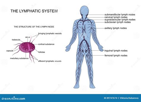 Lymph System Des Menschen Anatomie Lehrtafel Das Lymphsystem Des