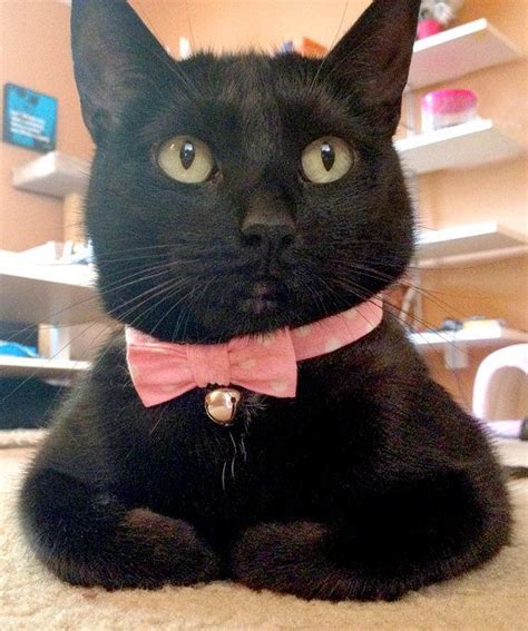 Diy cat collar tutorial | bow & bow tie. A cat wearing a pink collar with a bow tie and a bell ...