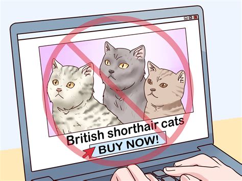 3 Ways To Identify A British Shorthair Cat Wikihow