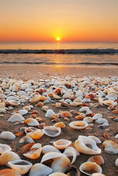 So Many Shells Beach Photography Sunset Beach Photography Nature