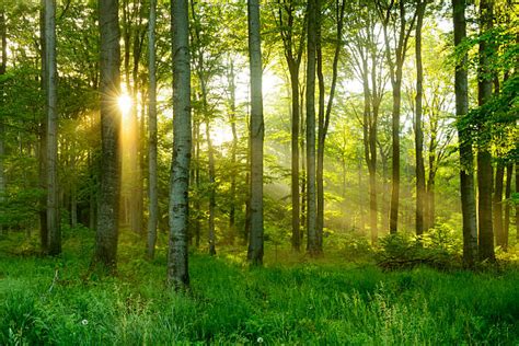 Best Forest Stock Photos Pictures And Royalty Free Images Istock