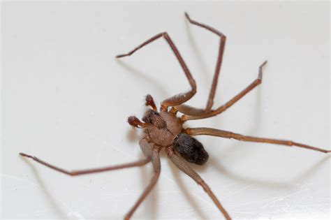 Woman Rushed To Er With Brown Recluse Spider Bites Then Finds Dozens