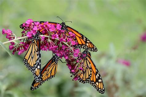 Monarch Butterflies On Butterfly Bush Stock Image Image Of Black