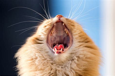 Cat Vocalizations Purrfectcatbreeds Cats Cat Behavior Cat Breeds