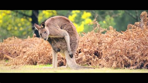 Beautiful Australian Landscape With Super Cute Animals Hd