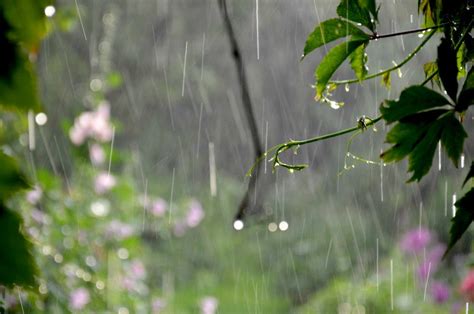 Summer Rain Wallpapers High Quality Download Free