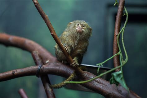 Discover The Pygmy Marmoset One Of The Smallest Monkeys In The World