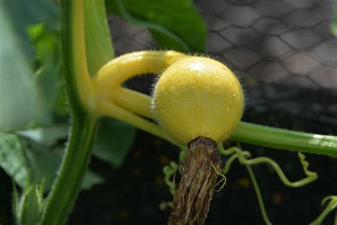 How To Grow And Dry Ornamental Gourds Dengarden